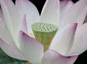 Garden Tips Decoradhouse