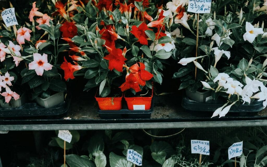 which houseplants should i buy ththomedec