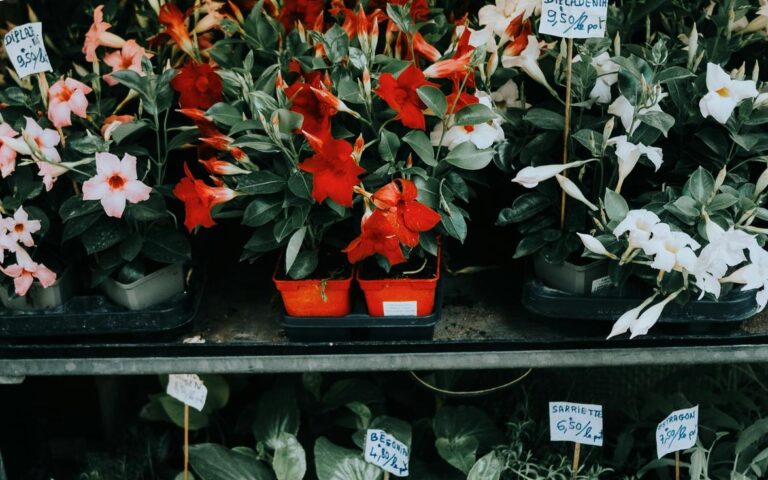 which houseplants should i buy ththomedec