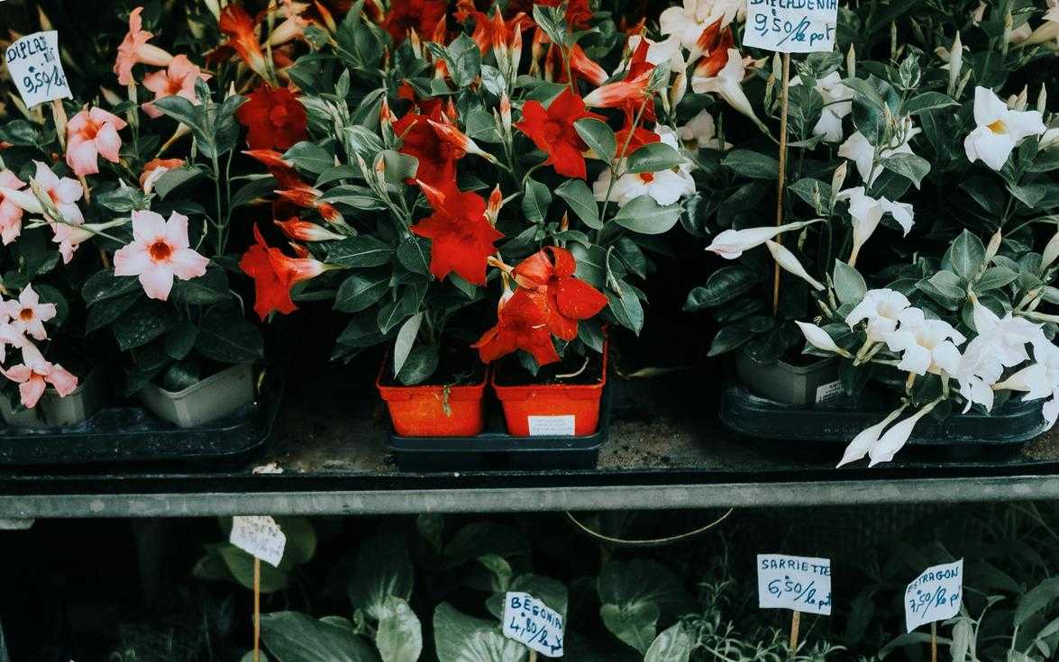 Which Houseplants Should I Buy Ththomedec