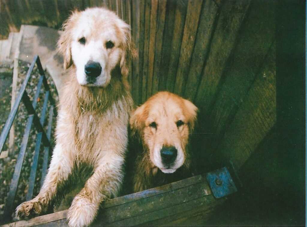 pet-friendly home design